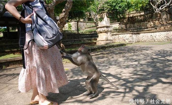 峨眉山的猴子爱耍流氓，女游客:太恐怖了，再也不敢穿裙子去了!