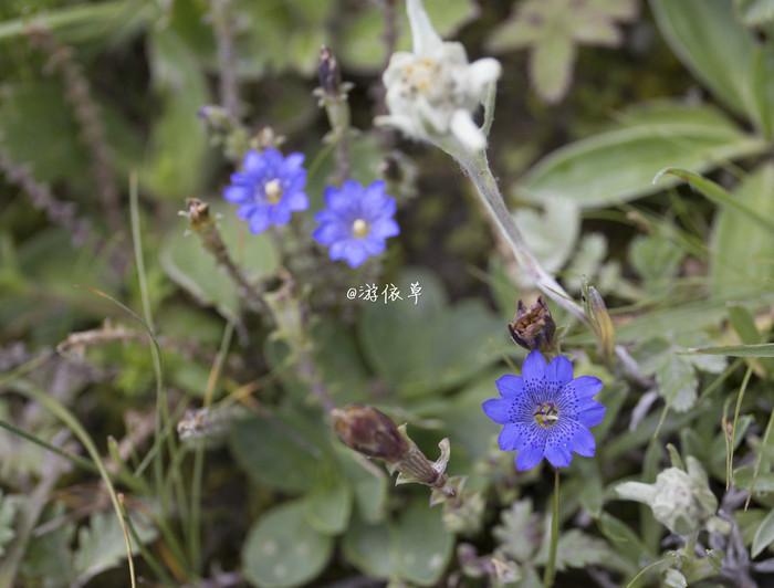 色达+牛背山|夏日川西自由行