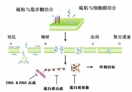 硫酸黏菌素对断奶仔猪生长性能的影响