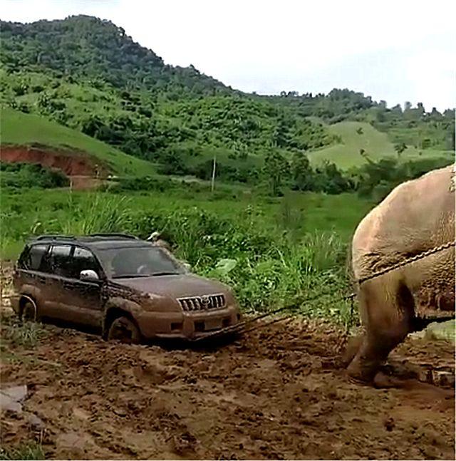 44万丰田普拉多陷泥潭，车主叫人帮忙，对方却骑了一只大象过来！