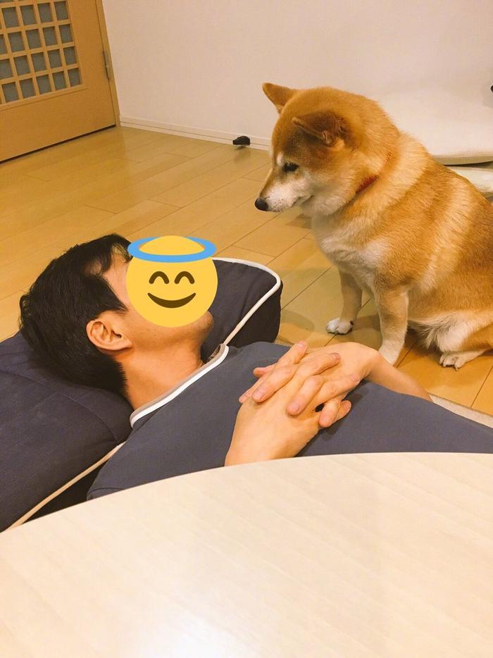 有犬如此，夫复何求。