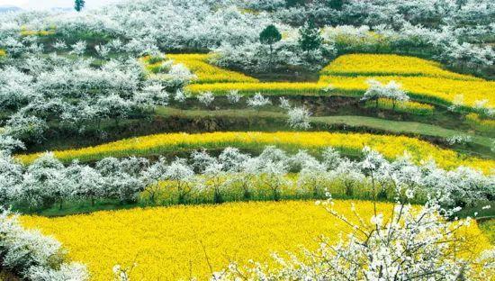 再过20天，中国油菜花将迎来高峰期，美哭一大波花痴