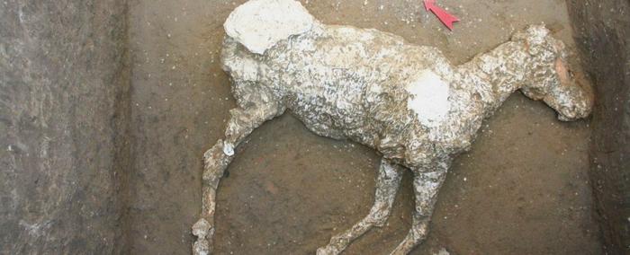 罕见！在庞贝古城发现了一具有2000年历史的马的怪异遗迹