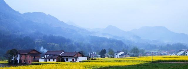 再过20天，中国油菜花将迎来高峰期，美哭一大波花痴