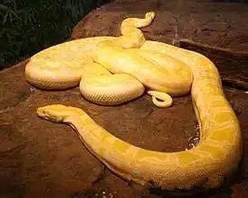全球十大最美最漂亮的蛇