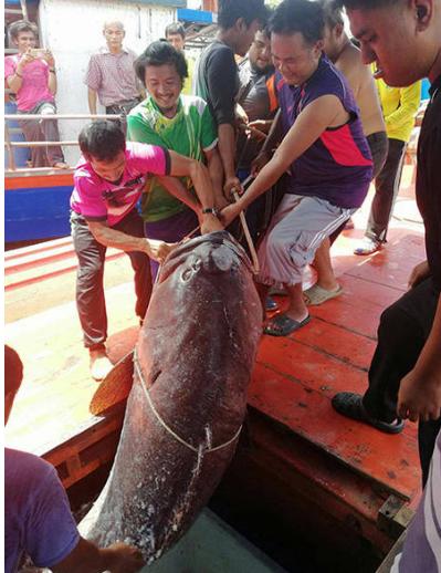 400斤的深海野生巨石斑鱼，你想吃吗？