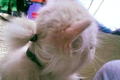 猫咪后脑勺的毛太长，主人就用橡皮筋扎了起来，这模样太帅了吧！