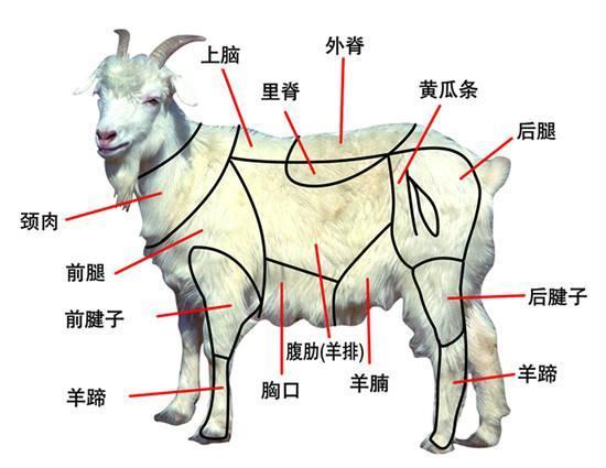 最齐全的羊肉16个部位图解，真诚的教您如何食用羊肉和辨别假羊肉