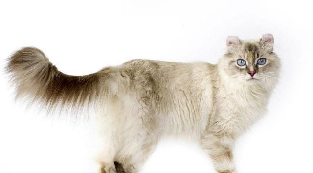 世界上最贵的10种猫，简直是行走的人民币，最后一种是无价之宝！