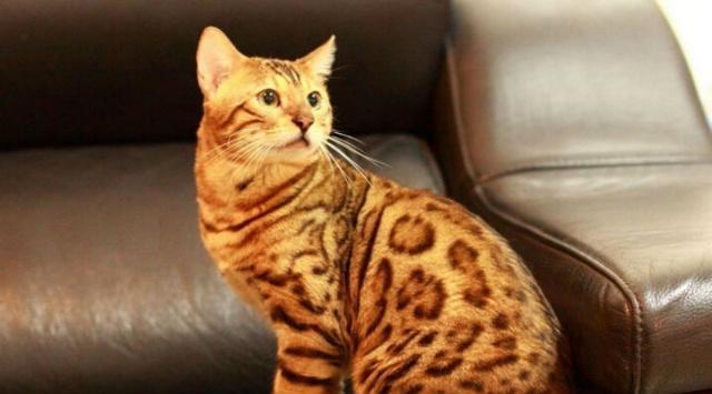 世界上最贵的10种猫，简直是行走的人民币，最后一种是无价之宝！