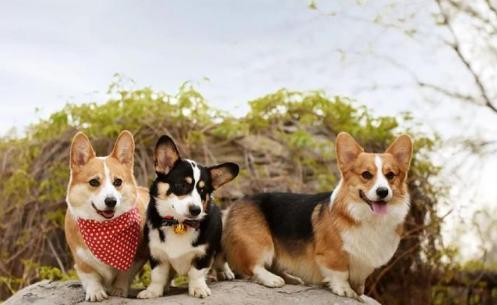 十大性格最温顺的狗狗品种排名：中华田园犬也只是排第四！