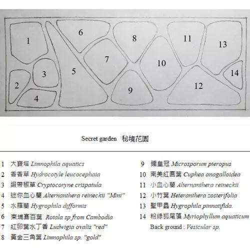 本色水景2018AGA造景大赛：荷兰造景篇，水草缸造景培训学习加盟