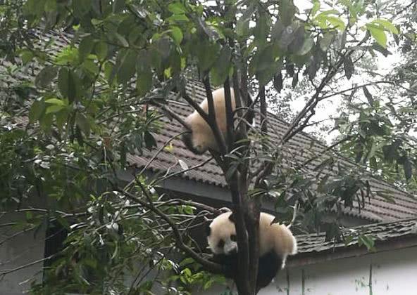 动物园小熊猫丢了一只，饲养员赶紧去查监控，结果......