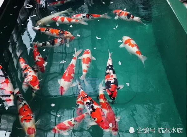 航泰水族：杂交鱼or野生鱼——谁最有市场？