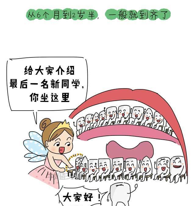 乳牙？恒牙？六龄牙？科普牙齿的那些事【漫画】