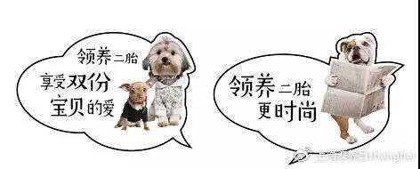 新时代 领养二胎更时尚 | 第13届上海宠物领养日  萌宠二胎指南