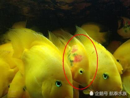 航泰水族：杂交鱼or野生鱼——谁最有市场？