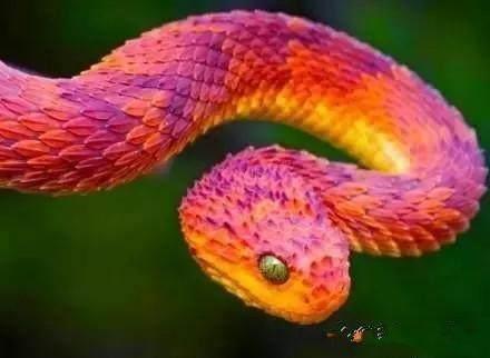 全球十大最美最漂亮的蛇