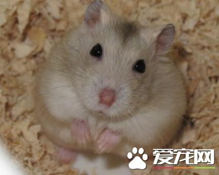 布丁仓鼠能长多大 体长可达到7到8厘米