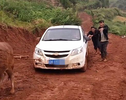 云南一辆14万科鲁兹陷泥地，车主无法叫拖车，直接叫来一头牛！