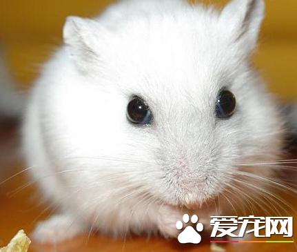 布丁仓鼠能长多大 体长可达到7到8厘米