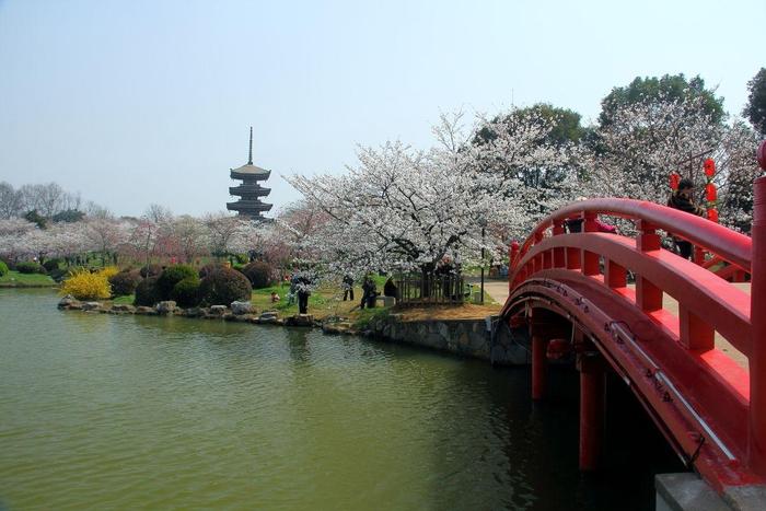 武汉东湖磨山樱花园2018年游赏攻略! 游玩武大与樱园吧!