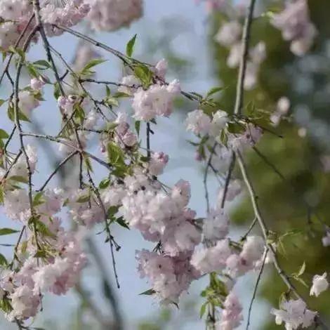 武汉东湖磨山樱花园2018年游赏攻略! 游玩武大与樱园吧!