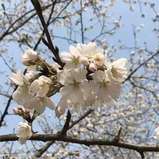 武汉东湖磨山樱花园2018年游赏攻略! 游玩武大与樱园吧!