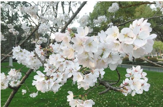 人间四月尽芳菲 盎然春意韵味浓