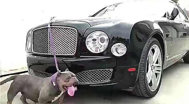 富二代为保护498万宾利，直接在车标处绑了一条狗！网友：会玩