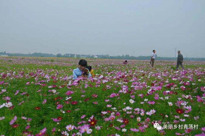 美丽乡村青荡村百亩波斯菊花海已上线，大片花海让人神往