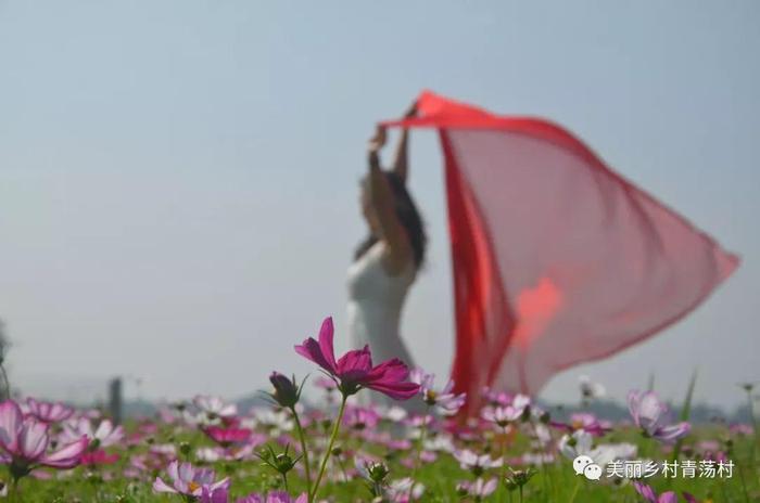 美丽乡村青荡村百亩波斯菊花海已上线，大片花海让人神往