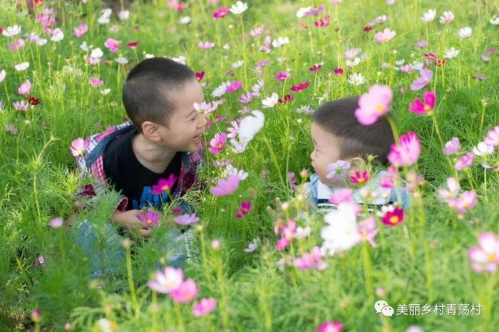 美丽乡村青荡村百亩波斯菊花海已上线，大片花海让人神往