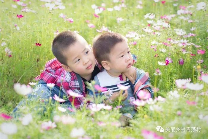 美丽乡村青荡村百亩波斯菊花海已上线，大片花海让人神往