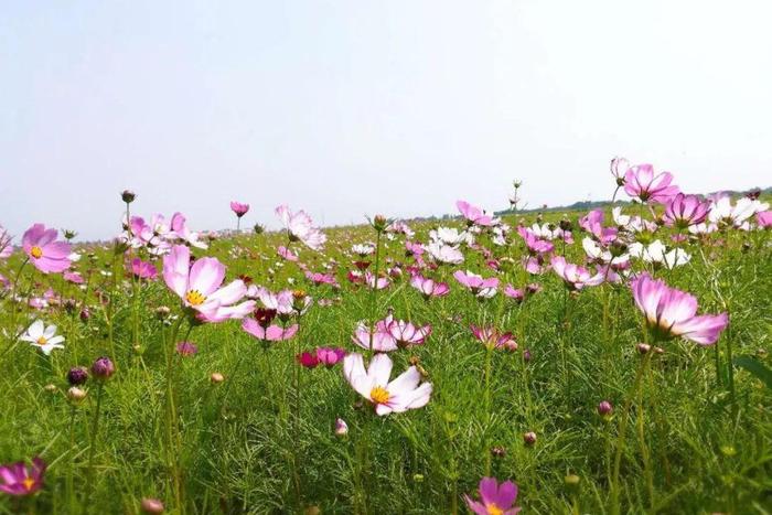 美丽乡村青荡村百亩波斯菊花海已上线，大片花海让人神往