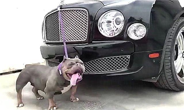 富二代为保护498万宾利，直接在车标处绑了一条狗！网友：会玩
