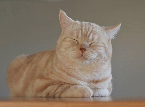 ins上一只常犯困的橘猫，每一个表情都能做表情包~