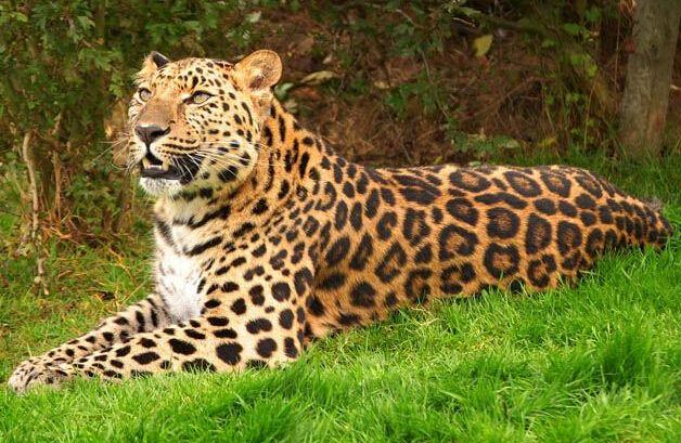 最被低估的猫科动物！世界上体型最大的远东豹战斗力堪比东北虎！