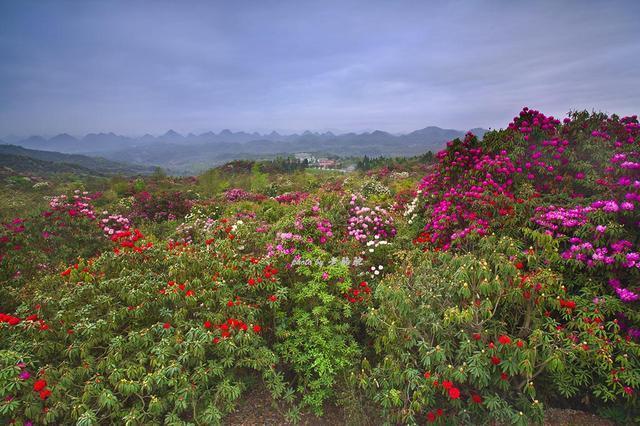 贵州毕节有个百里杜鹃风景区，真美啊！