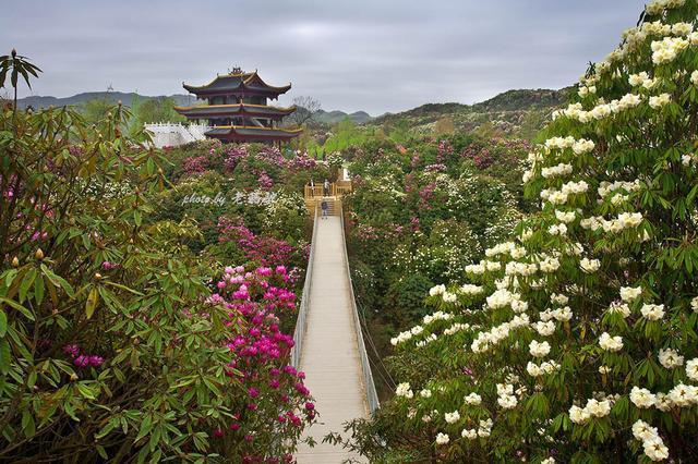 贵州毕节有个百里杜鹃风景区，真美啊！