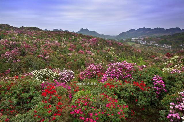 贵州毕节有个百里杜鹃风景区，真美啊！