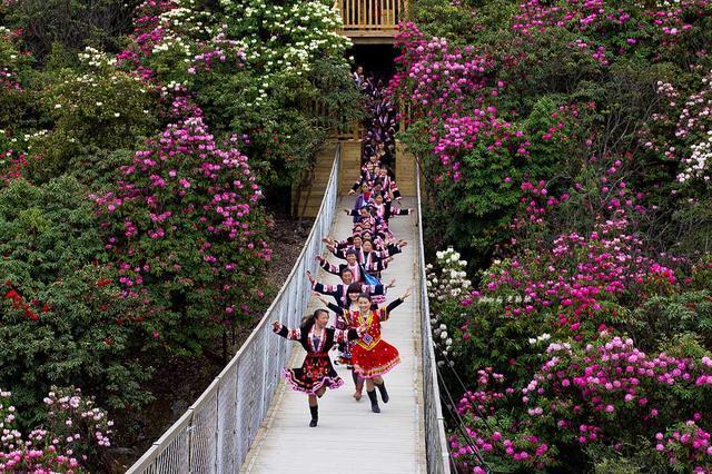 贵州毕节有个百里杜鹃风景区，真美啊！