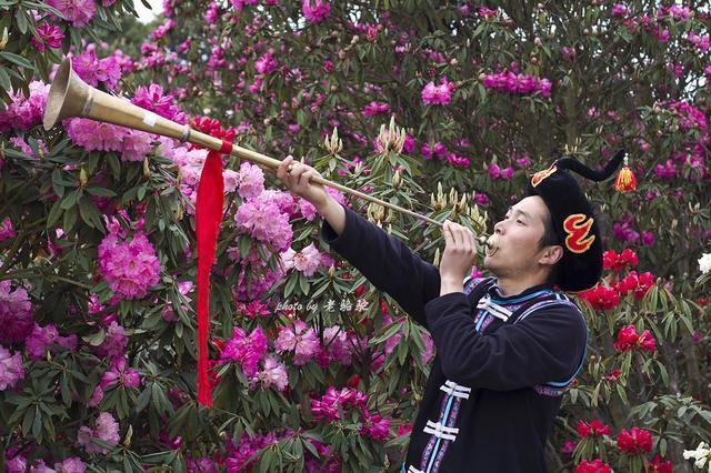 贵州毕节有个百里杜鹃风景区，真美啊！