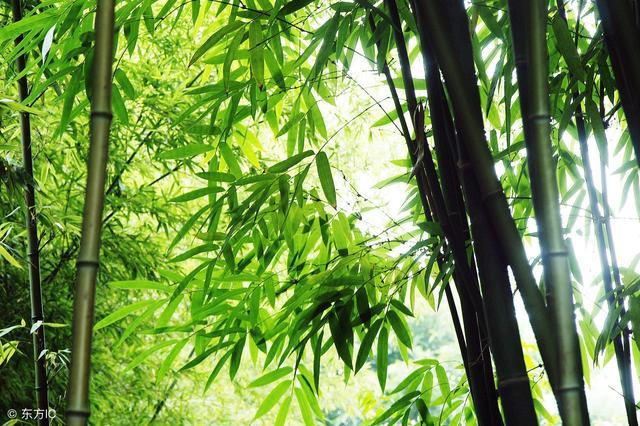 竹子如何斩草除根？这个药剂是特效，一般人买不到！