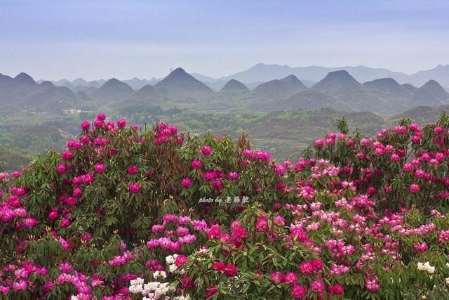 贵州毕节有个百里杜鹃风景区，真美啊！