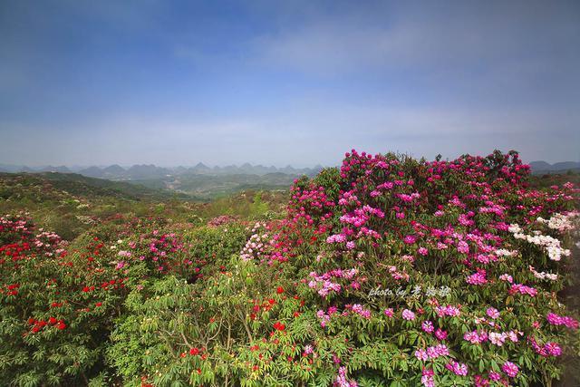 贵州毕节有个百里杜鹃风景区，真美啊！