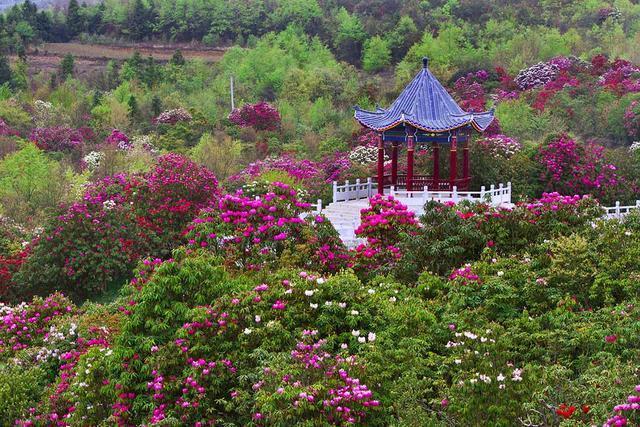 贵州毕节有个百里杜鹃风景区，真美啊！