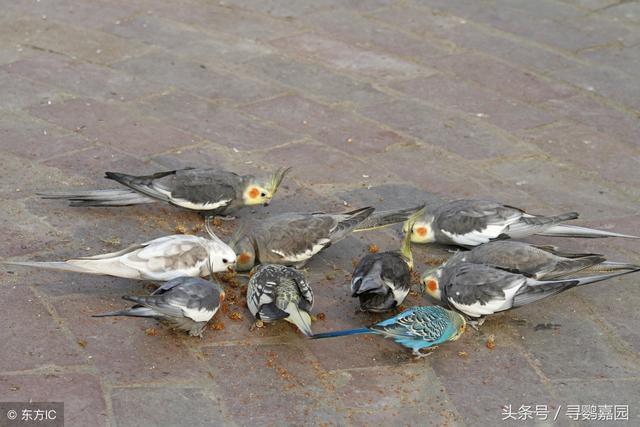玄凤鹦鹉养殖无敌大宝典 附录一（其他鹦鹉也可参照）