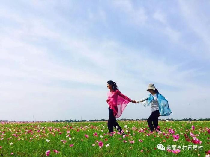 美丽乡村青荡村百亩波斯菊花海已上线，大片花海让人神往