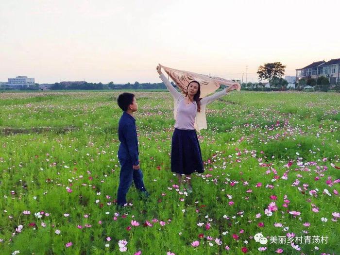 美丽乡村青荡村百亩波斯菊花海已上线，大片花海让人神往